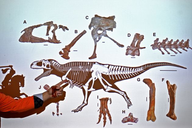 Meraxes avait des bras aussi courts que le T.rex