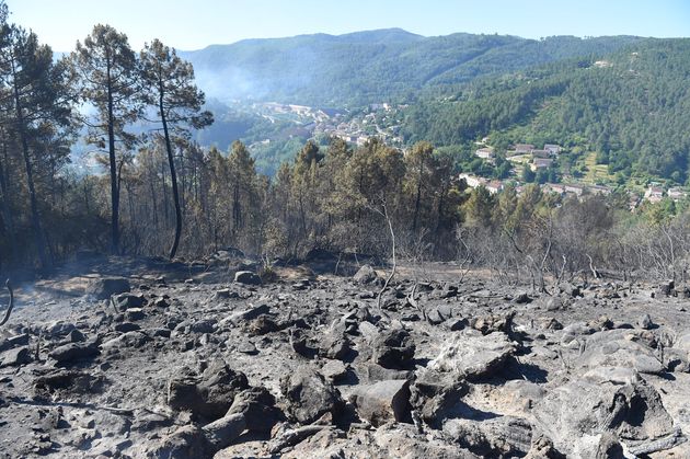 Une forêt brûlée lors d'un incendie près de Bessèges, dans le Gard, le 8 juillet 2022.