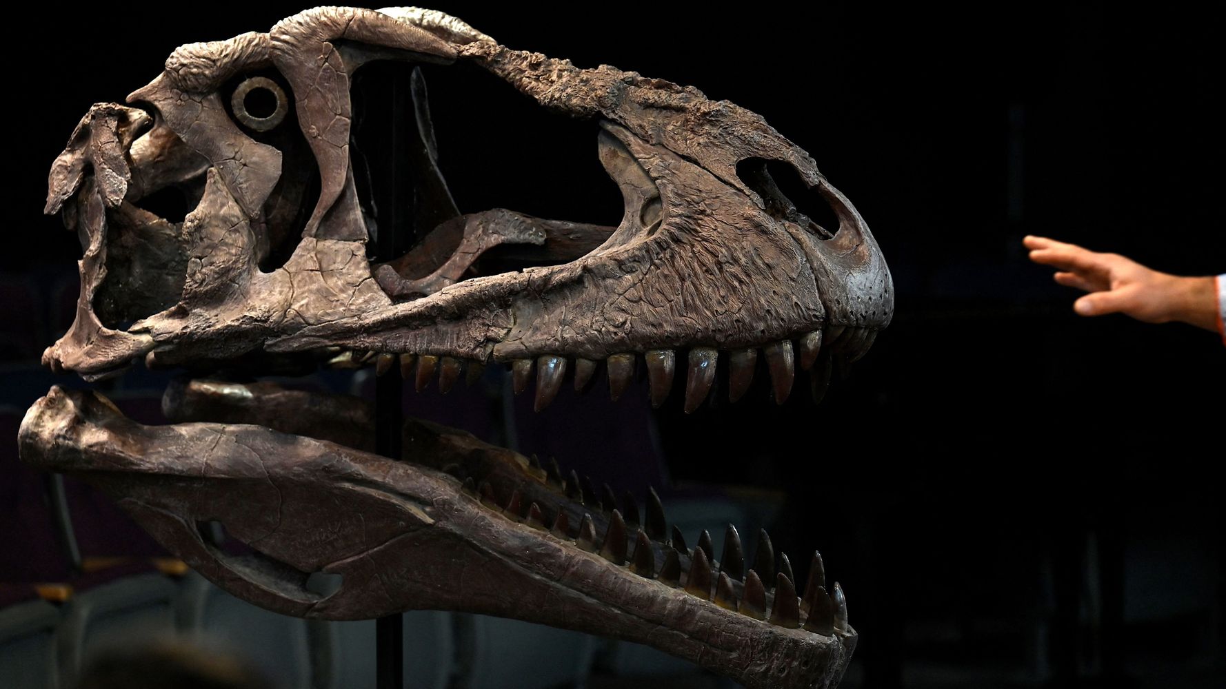 Des scientifiques découvrent des espèces de dinosaures aux bras courts