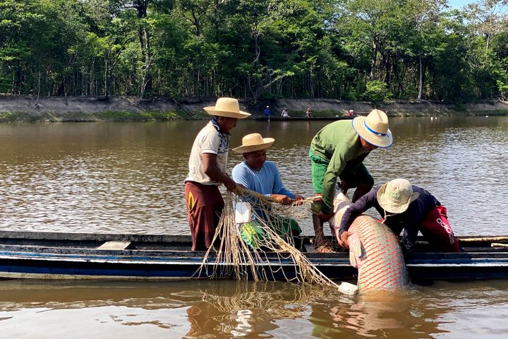 Members of the Deni Indigenous people work during the arapaima fishing season in the Jurua river basin in the Brazilian Amazon, on Sept. 15, 2021.