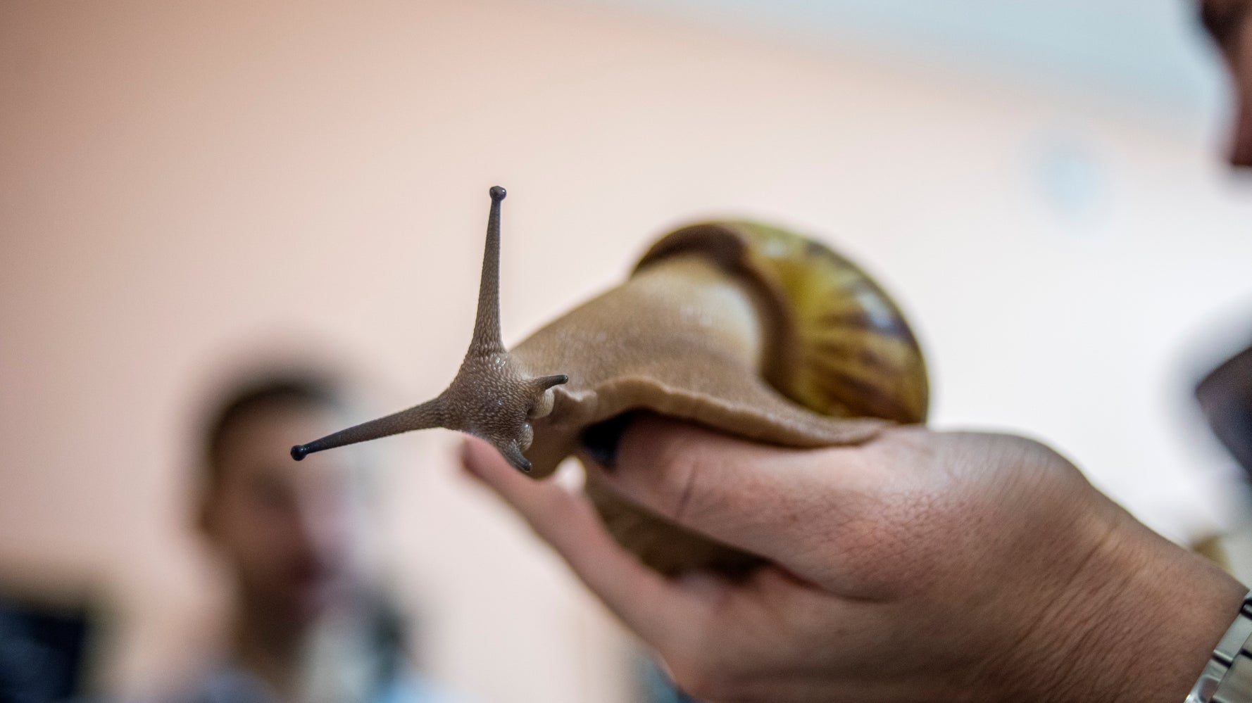 大量の巨大カタツムリがフロリダで捕獲 成長すると体長センチに 感染症の恐れも ハフポスト World 大量の巨大カタツムリがフロリダで捕獲 成長すると体長センチに 感染症の恐れも ハフポスト World