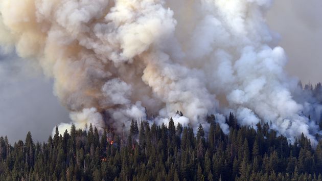 Depuis plusieurs jours, un important incendie a lieu dans le parc national de Yosemite, en Californie. Les flammes menacent désormais les séquoia géants qui font la fierté des lieux (photo prise le 10 juillet à proximité de Mariposa Grove).