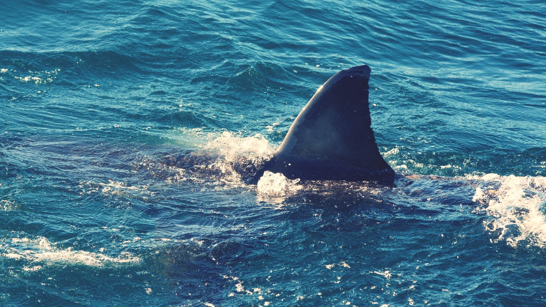 Long Island Seeing More Sharks, And Experts Say That’s A Good Thing Long Island Seeing More Sharks, And Experts Say That’s A Good Thing