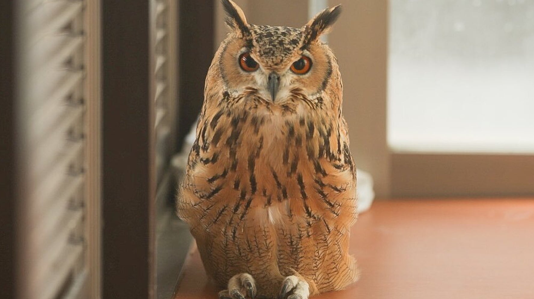 フクロウも暑さで 溶ける 元に戻れますか と心配する声も ハフポスト News フクロウも暑さで 溶ける 元に戻れますか と心配する声も ハフポスト News