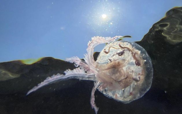 Cette espèce de méduse nommée Pelagia noctiluca envahit la Côte d'Azur