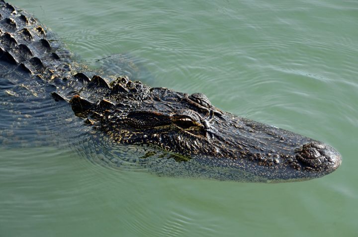 Albion College closed a nature center on its campus after two gator sightings in the Kalamazoo River over the weekend. This is a file photo of an alligator for illustrative purposes.
