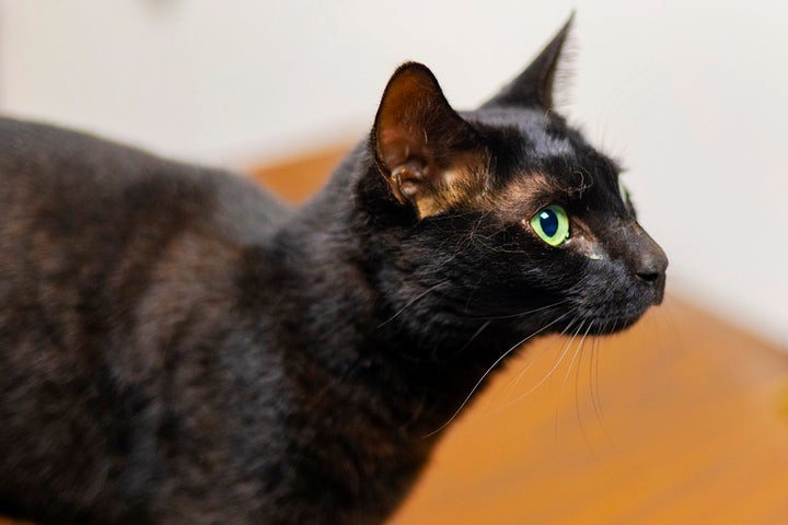 Rowdy the cat, above, living up to her name.