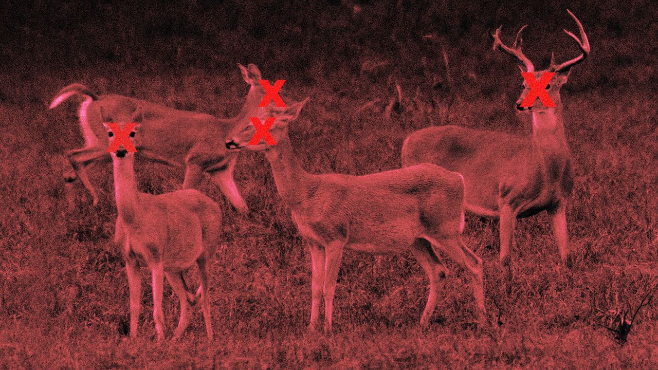 A rancher outside Dallas is refusing to exterminate his herd, despite several deer testing positive for CWD, a fatal brain disease.