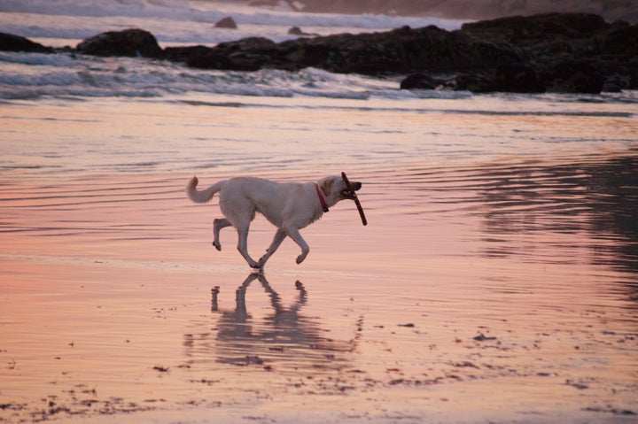 Imagen de un perro jugando en la playa.