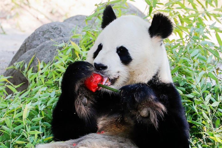 Un oso panda se deleita con un helado de sandía y bambú para refrescarse en el zoo de Madrid