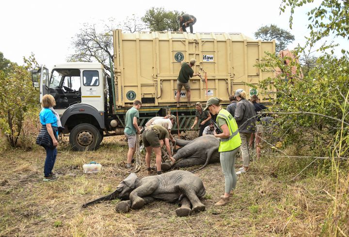 The Malawi elephant relocation.