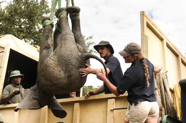 An elephant is hoisted into a transport vehicle at the Liwonde National Park on July 10.