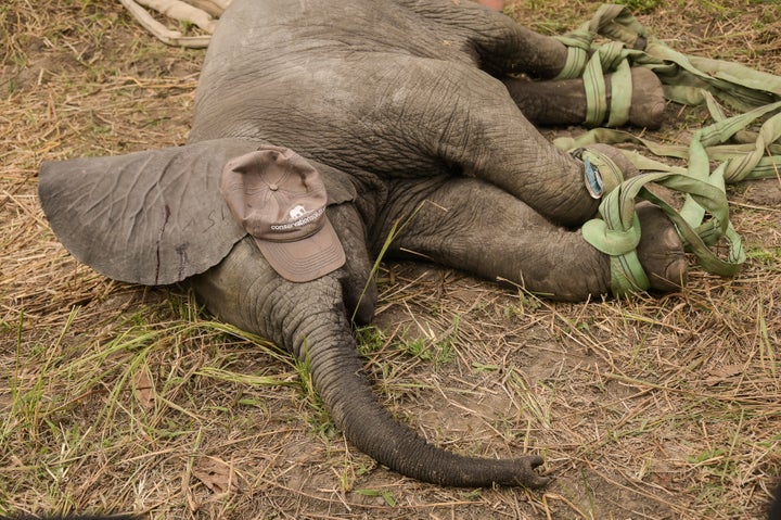 An elephant is prepared to be hoisted into a transport vehicle at the Liwonde National Park.