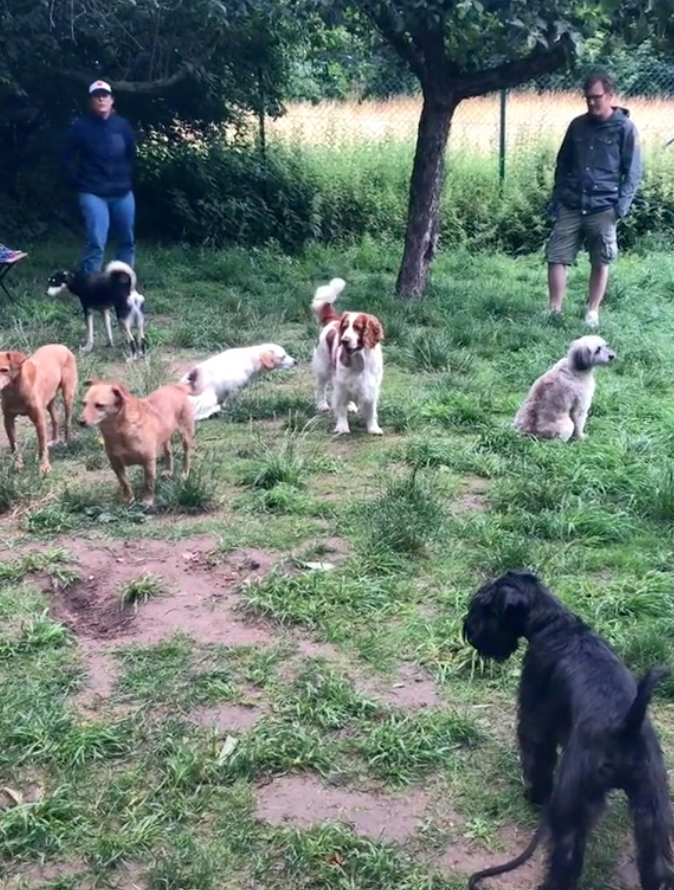 Video Of Introvert Dogs Hanging Out Proves They’re Just As Awkward As Humans