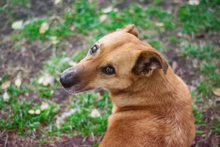 A dog that would maybe, kinda, sorta like a one-on-one, two-minute conversation with you.