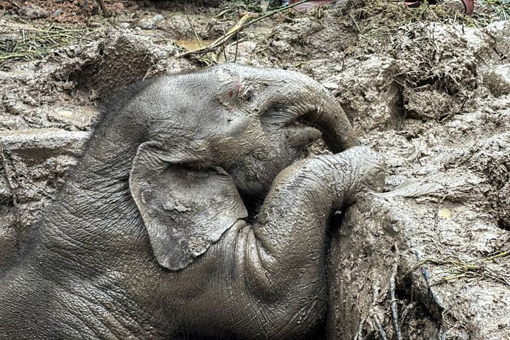 マンホールに落下した子象 （REUTERS/Taanruuamchon TPX IMAGES OF THE DAY）