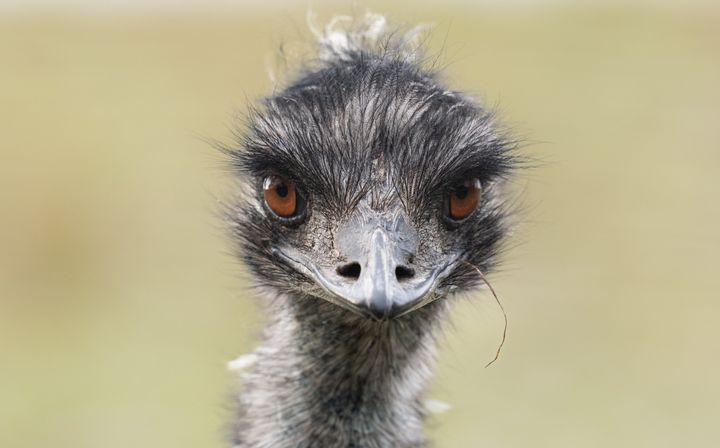 Emus are large flightless birds native to Australia. They are related to ostriches, but a bit smaller.