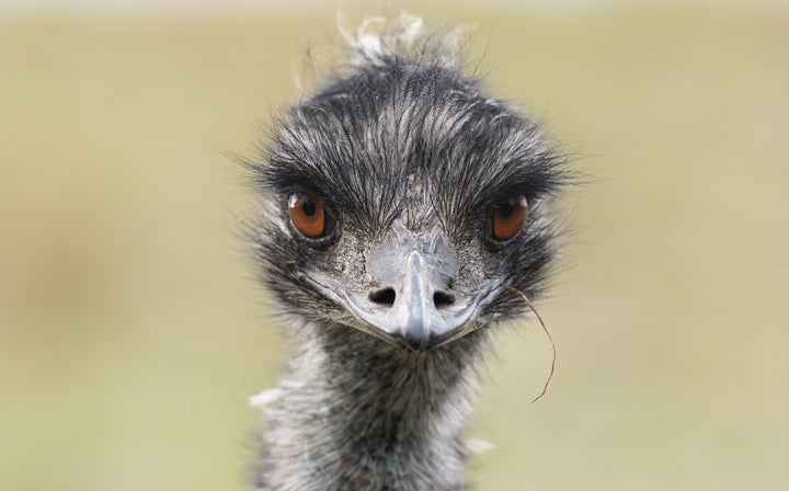 Emus are large flightless birds native to Australia. They are related to ostriches, but a bit smaller.