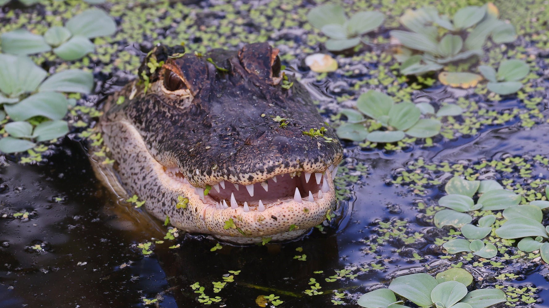 Woman Killed In Double Alligator Attack At Florida Golf Course Woman Killed In Double Alligator Attack At Florida Golf Course