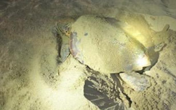 Une tortue Caouanne pond ses oeufs sur la plage de Valras.