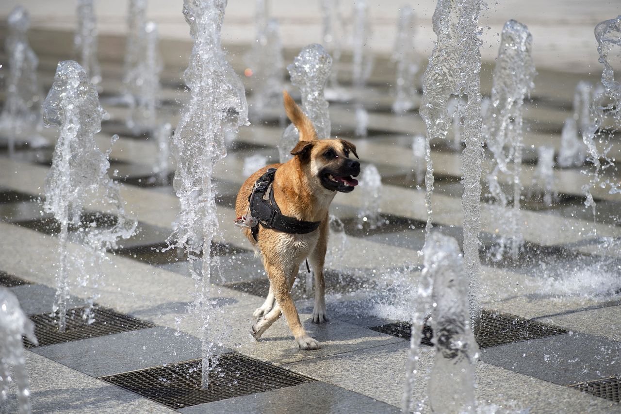A dog refreshes with water jets in Brest, western France, on Monday. 