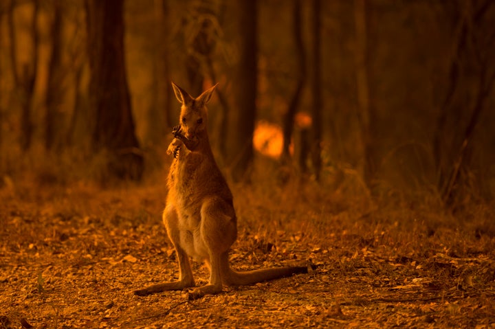 "Over the last five years, extreme events such as floods, droughts, wildfires, storms, and heatwaves have affected every part of Australia," the report's lead authors <a href="https://theconversation.com/this-is-australias-most-important-report-on-the-environments-deteriorating-health-we-present-its-grim-findings-186131" target="_blank" role="link" class=" js-entry-link cet-external-link" data-vars-item-name="said" data-vars-item-type="text" data-vars-unit-name="62d64da3e4b008a2d03dc389" data-vars-unit-type="buzz_body" data-vars-target-content-id="https://theconversation.com/this-is-australias-most-important-report-on-the-environments-deteriorating-health-we-present-its-grim-findings-186131" data-vars-target-content-type="url" data-vars-type="web_external_link" data-vars-subunit-name="article_body" data-vars-subunit-type="component" data-vars-position-in-subunit="2">said</a>.
