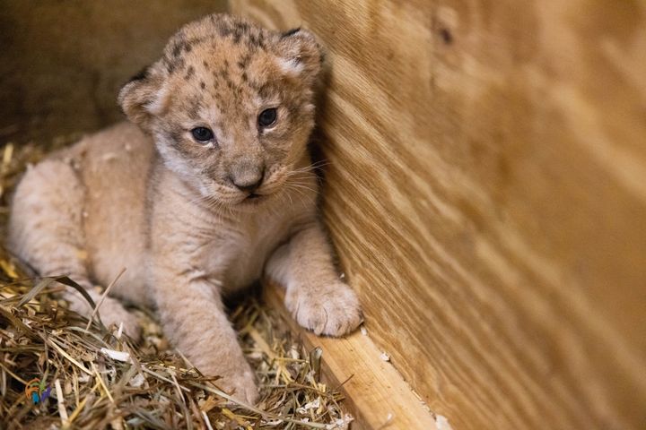 Zuri, the 4-week-old African lion cub.