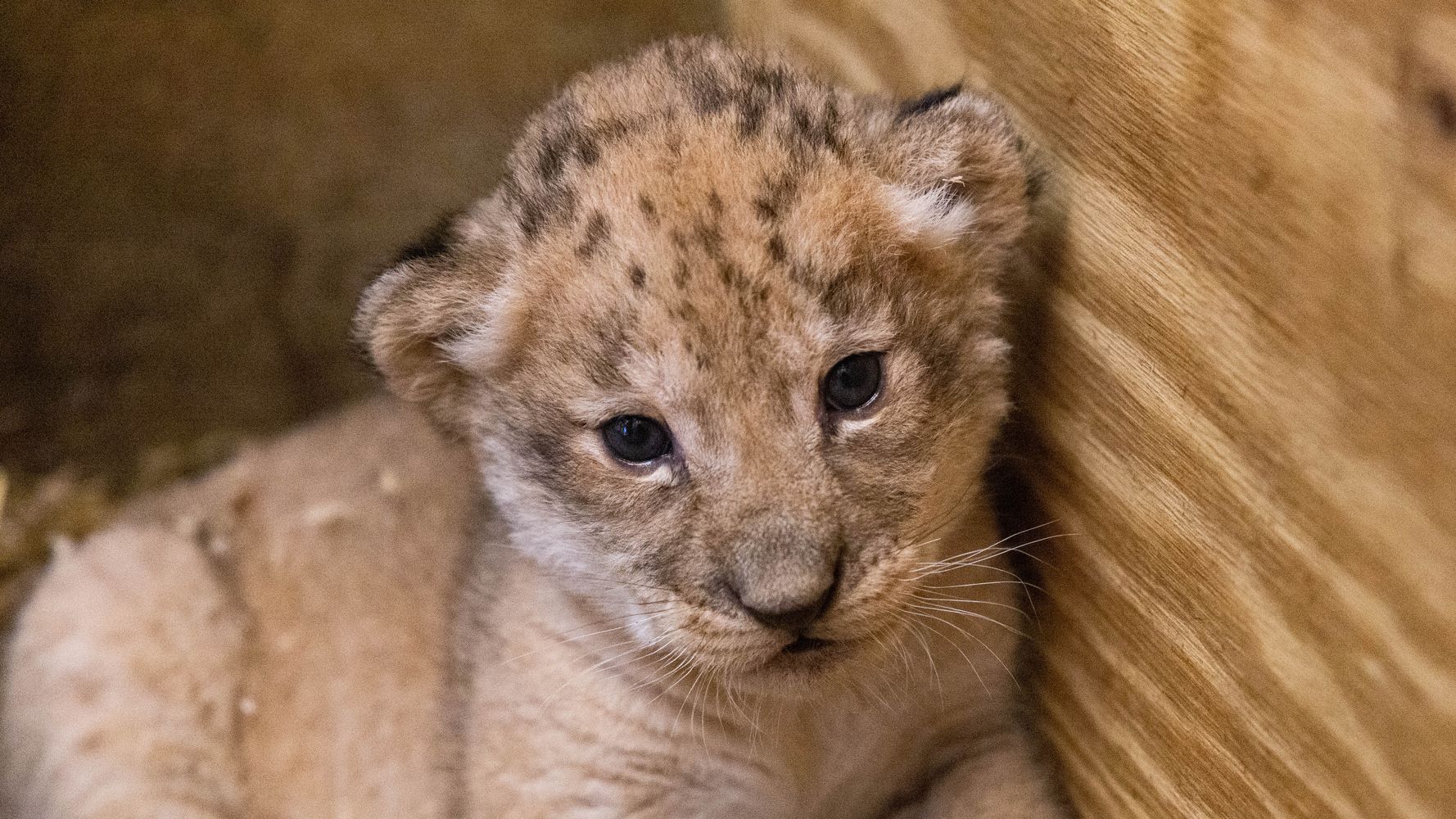 Tiger cub accidentally killed by its mother in heartbreaking footage on  RTE's The Zoo - Irish Mirror Online