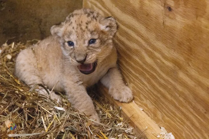 Tiger cub accidentally killed by its mother in heartbreaking footage on  RTE's The Zoo - Irish Mirror Online