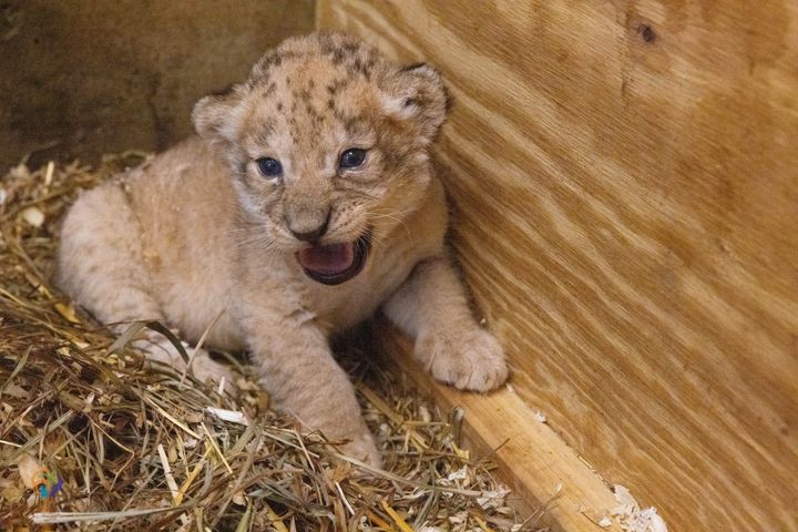 Zuri letting out a roar.