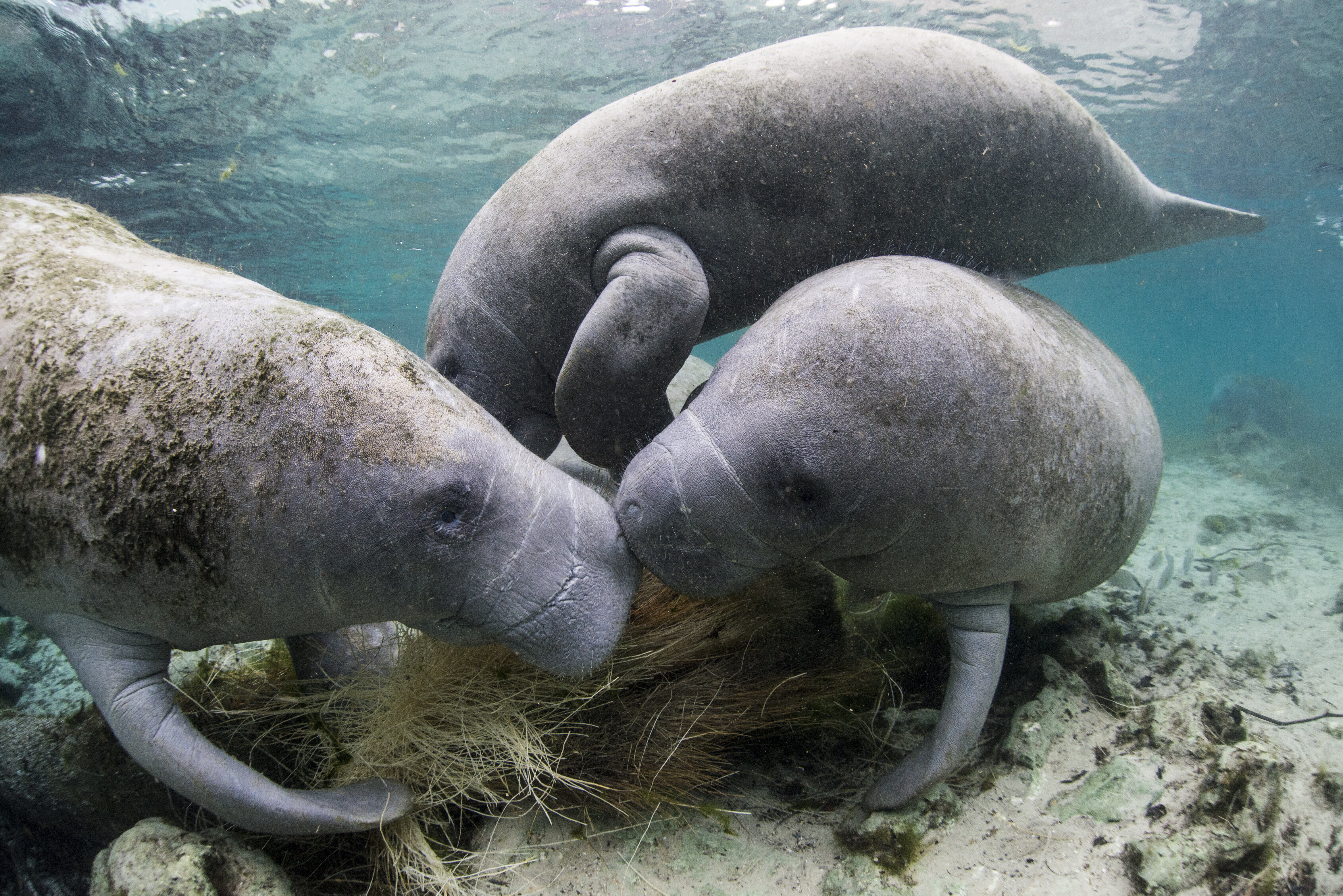 Chronic Starvation Remains Threat To Florida Manatees, Officials Say ...