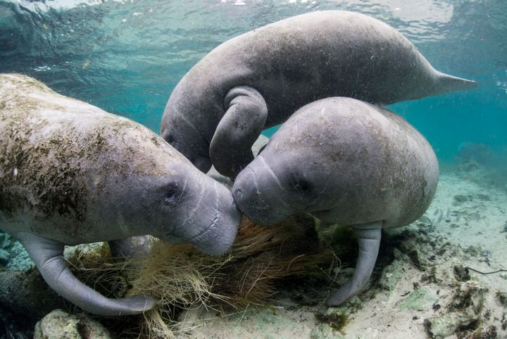 A Florida manatee, West Indian manatee, Trichechus manatus latirostris at Crystal River, Florida.