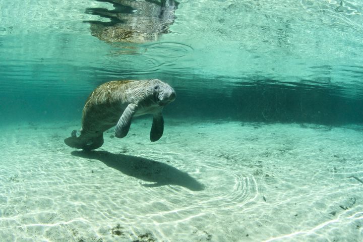 A possibly hungry sea cow.