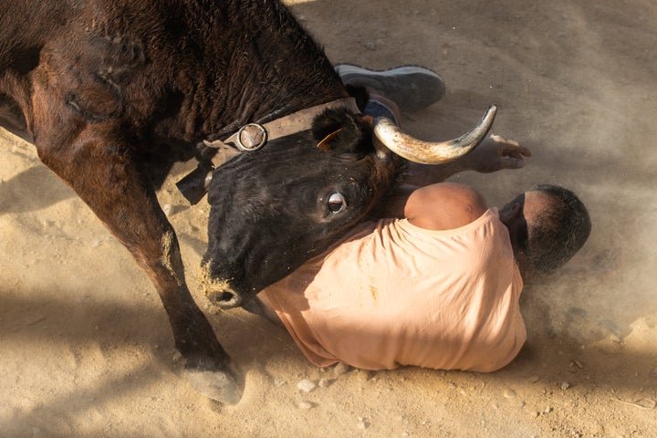 A bull in Denia, Spain, charges a participant in the running of the bulls on July 17, 2022.