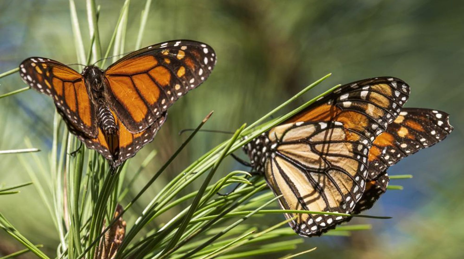 Les papillons monarques bien-aimés sont désormais répertoriés comme en voie de disparition
