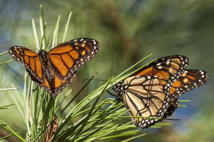 Monarch butterflies land on branches at Monarch Grove Sanctuary in Pacific Grove, Calif. on Nov. 10, 2021.