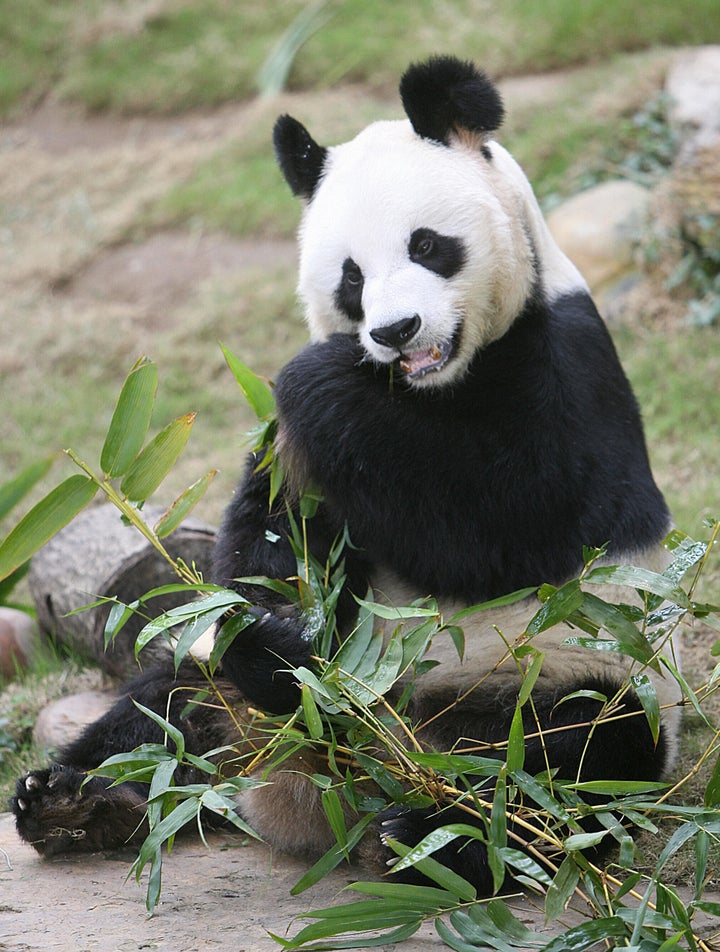 An An munches on bamboo in 2007.