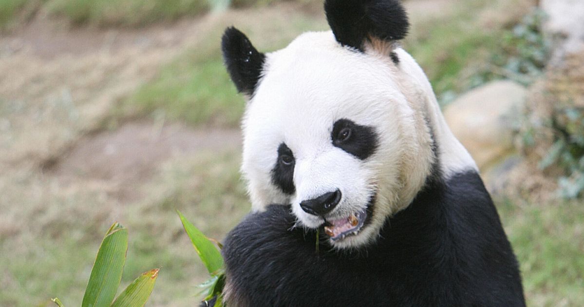 Worlds Oldest Male Giant Panda Dies At Age 35 Huffpost Latest News 5313