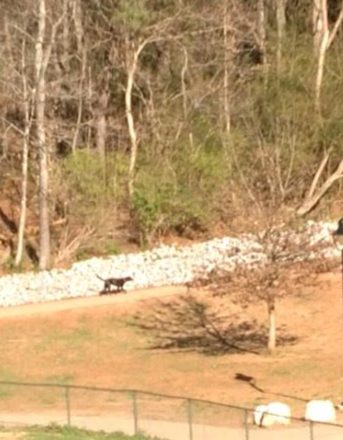 A photo the author took at the Farragut Dog Park in Knoxville, Tennessee, where she witnessed her husband with another woman.