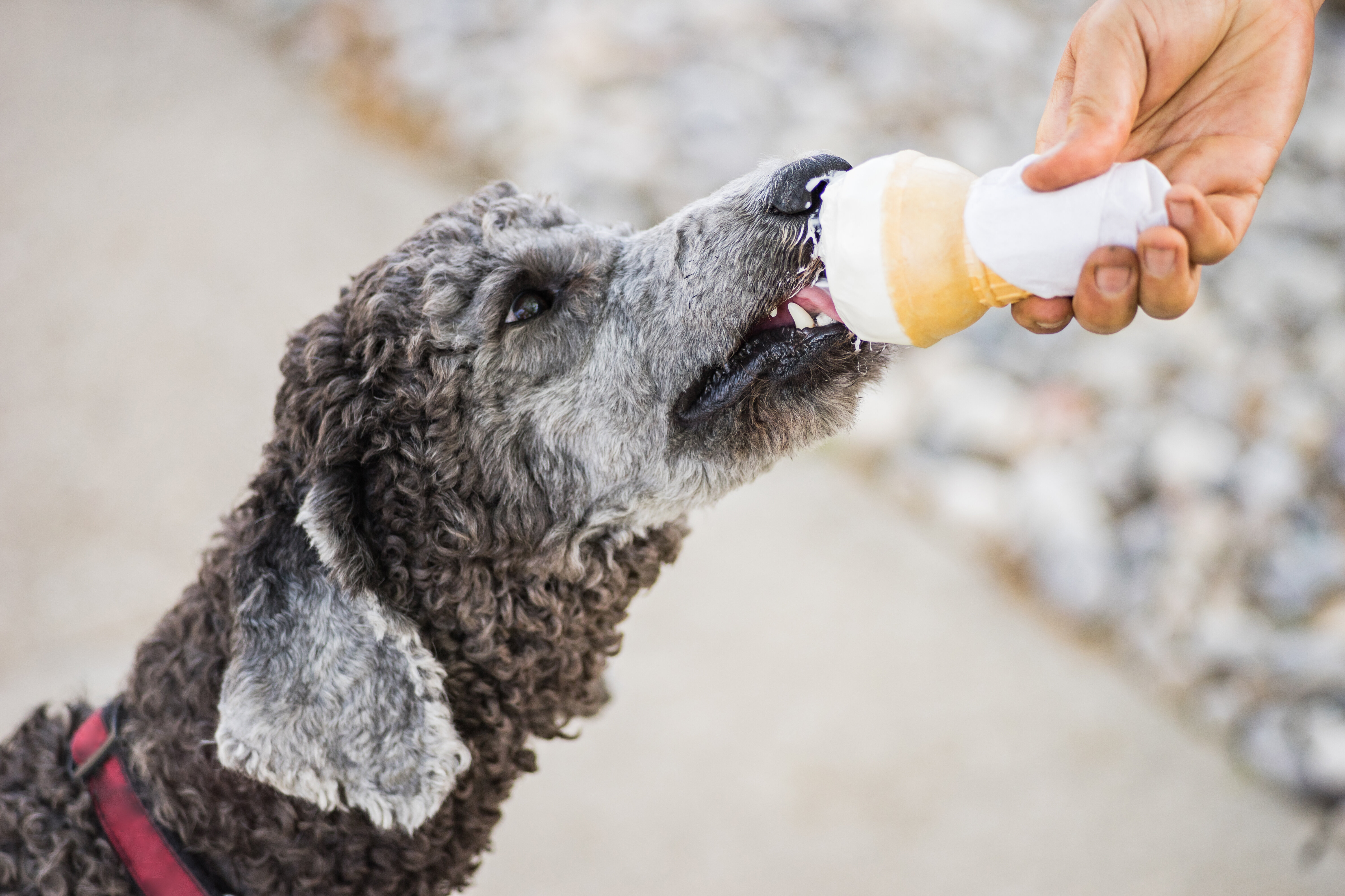 Можно собакам сметану. Мороженое для собак. Собака с мороженым. Собака ест творог. Замороженная собака.