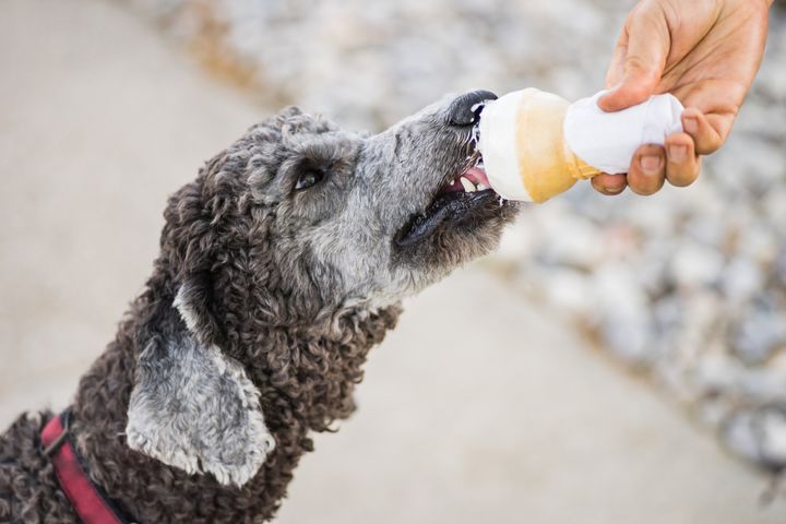 It isn't great to share your cone of "human" ice cream with your pup, but there are plenty of cold treats they can safely enjoy.