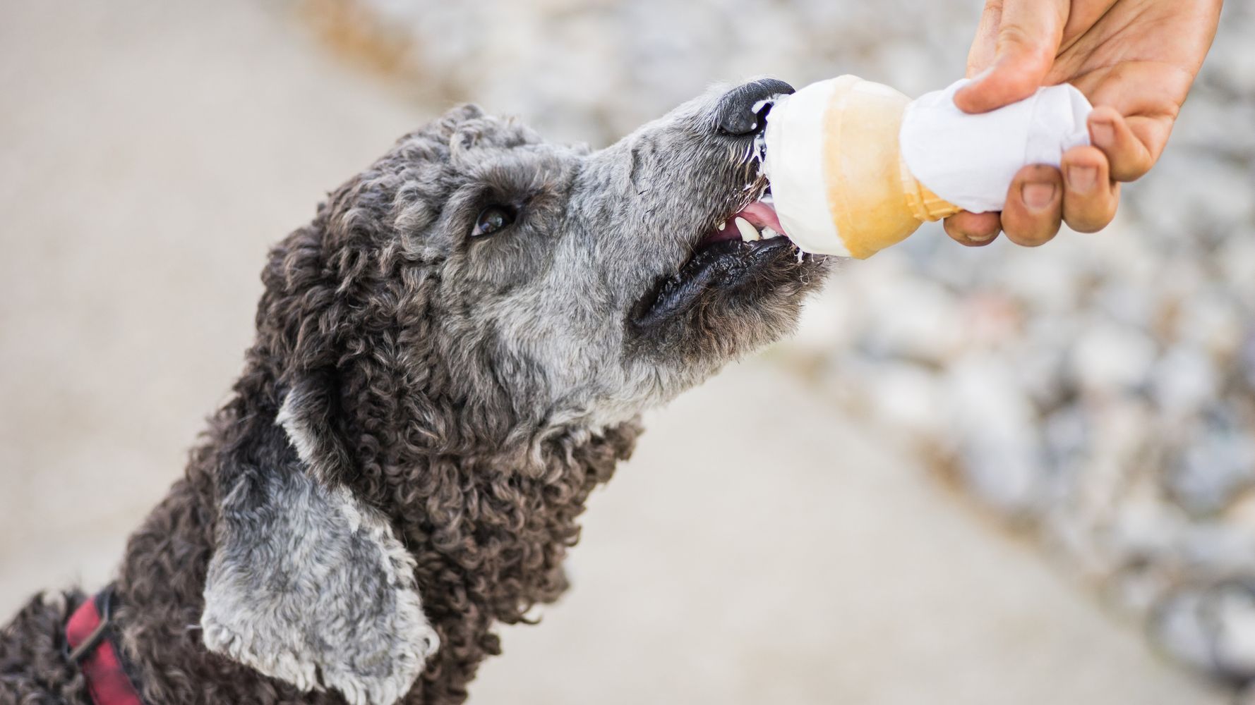 The Best Ice Cream For Dogs: 8 Expert-Backed Brands To Cool Off Your Pup