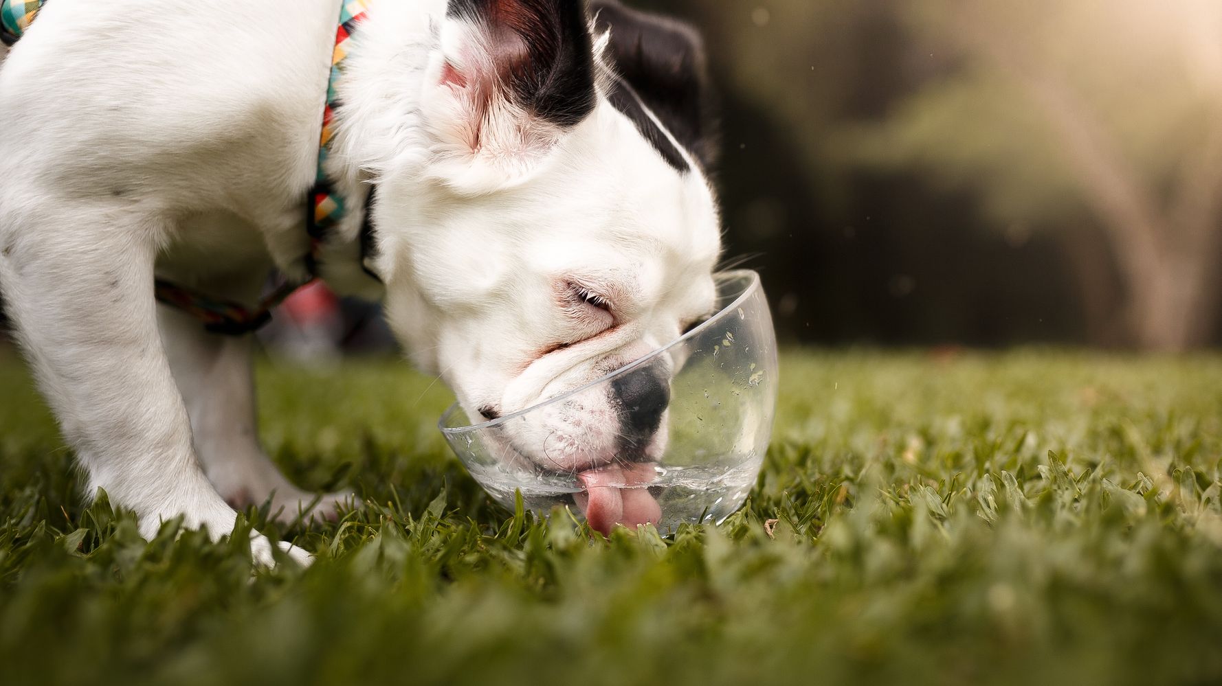 This cute puppy sums up how we all feel about today's heatwave