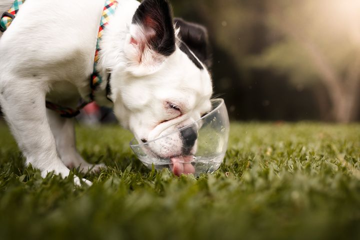 Make sure your pup is drinking plenty of water on hot days.