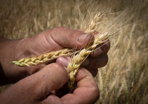 L'accord entre l'Ukraine et la Russie permet de reprendre les exportations de céréales, mais reste à savoir si Moscou va le respecter.