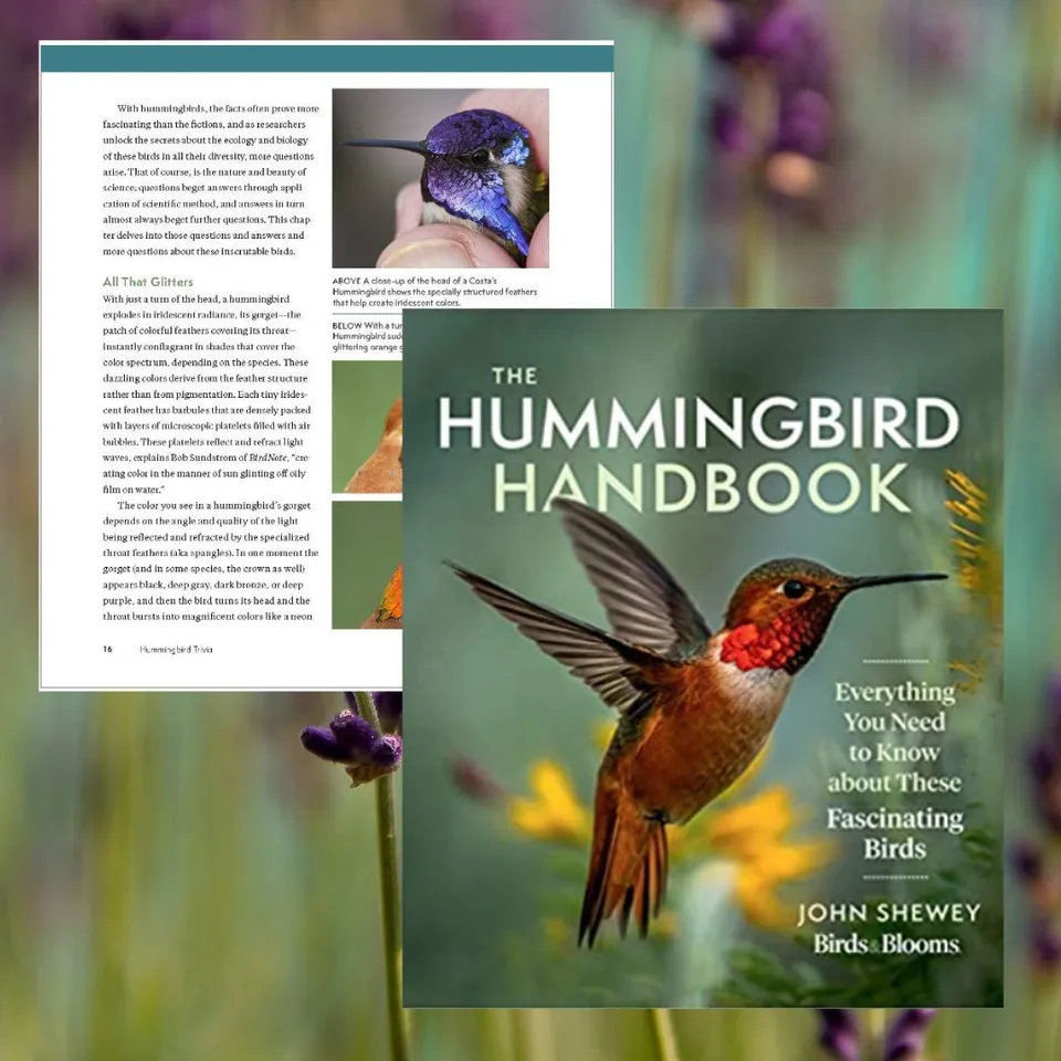 Essential Equipment » Hummingbird High