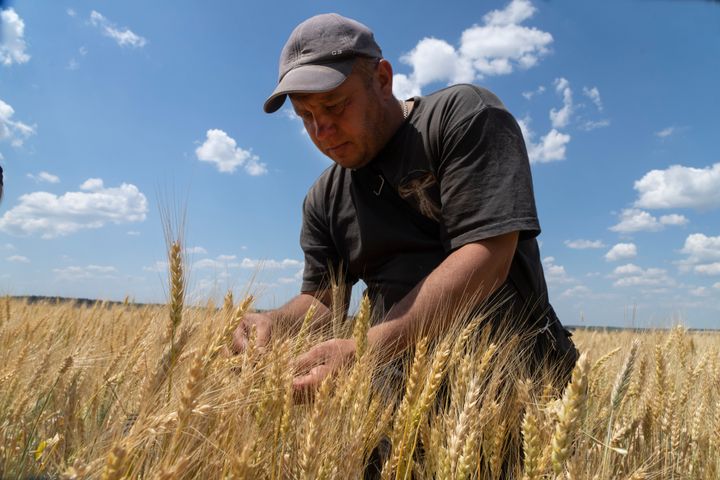 Farmer Andriy Zubko checks wheat ripeness on a field in Donetsk region, Ukraine.
