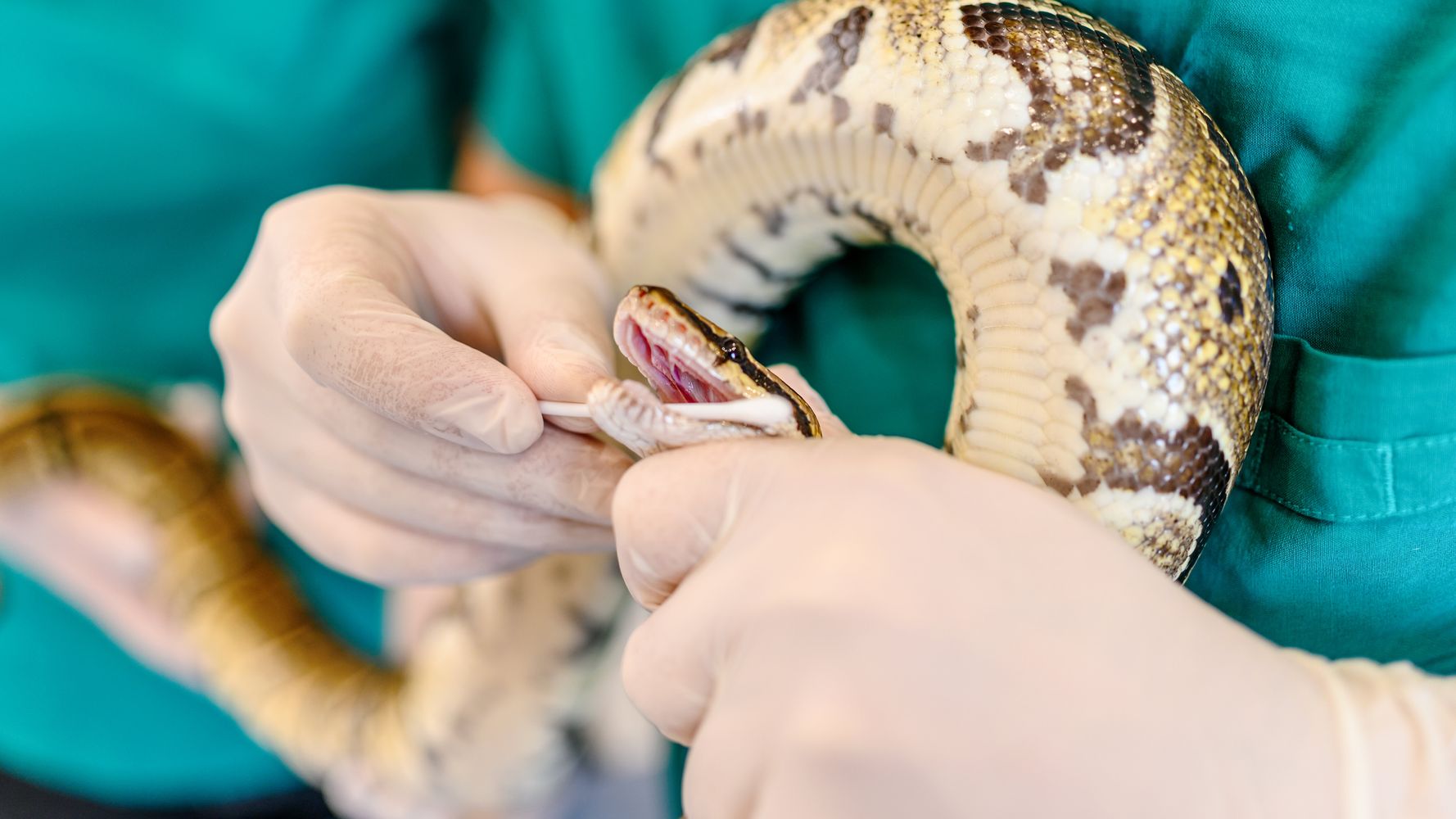 Police Shoot 15-Foot Pet Snake Wrapped Around Owner’s Neck