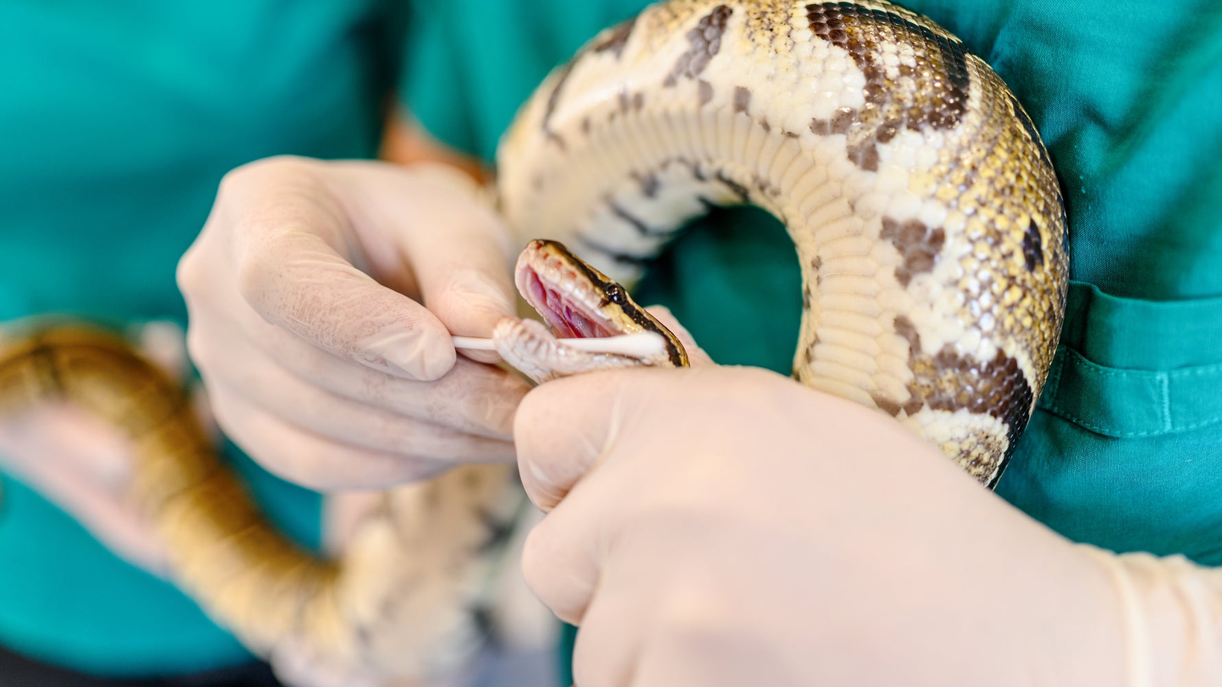 Police Shoot 15-Foot Pet Snake Wrapped Around Owner’s Neck Police Shoot 15-Foot Pet Snake Wrapped Around Owner’s Neck