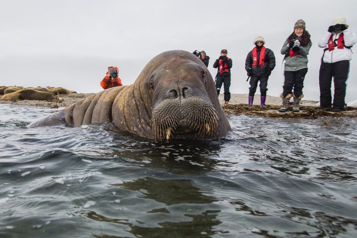 This walrus is not Freya. However, the photo captures the angst she likely feels at becoming a tourist spectacle.